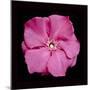 Pink Flower-Lee Peterson-Mounted Photographic Print