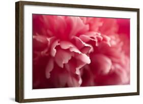 Pink Flower-PhotoINC-Framed Photographic Print