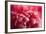 Pink Flower-PhotoINC-Framed Photographic Print