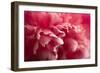 Pink Flower-PhotoINC-Framed Photographic Print