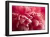 Pink Flower-PhotoINC-Framed Photographic Print