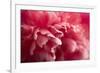 Pink Flower-PhotoINC-Framed Photographic Print