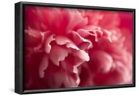 Pink Flower-PhotoINC-Framed Photographic Print