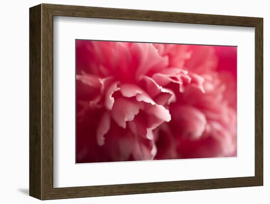 Pink Flower-PhotoINC-Framed Photographic Print