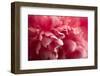 Pink Flower-PhotoINC-Framed Photographic Print