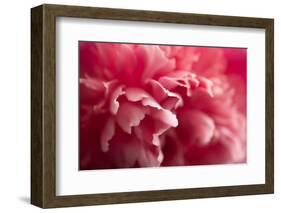 Pink Flower-PhotoINC-Framed Photographic Print