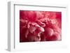 Pink Flower-PhotoINC-Framed Photographic Print