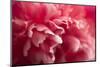 Pink Flower-PhotoINC-Mounted Photographic Print