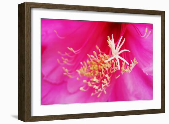 Pink Flower-Martina Bleichner-Framed Art Print