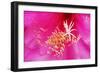 Pink Flower-Martina Bleichner-Framed Art Print