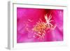 Pink Flower-Martina Bleichner-Framed Art Print