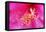 Pink Flower-Martina Bleichner-Framed Stretched Canvas