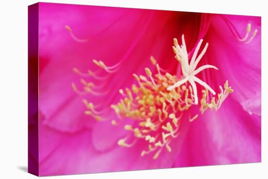 Pink Flower-Martina Bleichner-Stretched Canvas