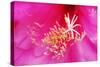 Pink Flower-Martina Bleichner-Stretched Canvas