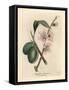 Pink Flowered Almond Tree, Amygdalus Communis-James Sowerby-Framed Stretched Canvas