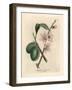 Pink Flowered Almond Tree, Amygdalus Communis-James Sowerby-Framed Giclee Print