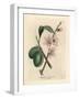 Pink Flowered Almond Tree, Amygdalus Communis-James Sowerby-Framed Giclee Print