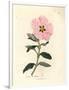 Pink Flowered Cretan Cistus, Cistus Creticus-James Sowerby-Framed Giclee Print