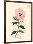 Pink Flowered Cretan Cistus, Cistus Creticus-James Sowerby-Framed Giclee Print