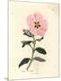 Pink Flowered Cretan Cistus, Cistus Creticus-James Sowerby-Mounted Giclee Print