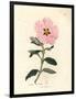 Pink Flowered Cretan Cistus, Cistus Creticus-James Sowerby-Framed Giclee Print