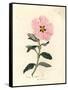 Pink Flowered Cretan Cistus, Cistus Creticus-James Sowerby-Framed Stretched Canvas