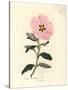 Pink Flowered Cretan Cistus, Cistus Creticus-James Sowerby-Stretched Canvas