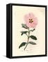 Pink Flowered Cretan Cistus, Cistus Creticus-James Sowerby-Framed Stretched Canvas
