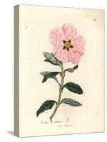 Pink Flowered Cretan Cistus, Cistus Creticus-James Sowerby-Stretched Canvas