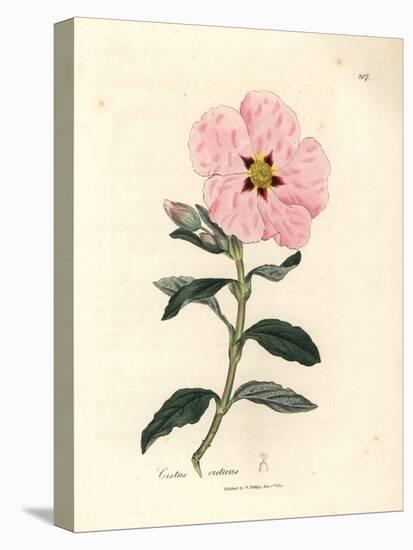 Pink Flowered Cretan Cistus, Cistus Creticus-James Sowerby-Stretched Canvas