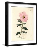 Pink Flowered Cretan Cistus, Cistus Creticus-James Sowerby-Framed Giclee Print