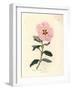 Pink Flowered Cretan Cistus, Cistus Creticus-James Sowerby-Framed Giclee Print