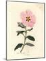 Pink Flowered Cretan Cistus, Cistus Creticus-James Sowerby-Mounted Giclee Print