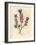 Pink-Flowered Mezereon, Daphne Mezereum-James Sowerby-Framed Giclee Print