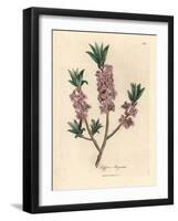 Pink-Flowered Mezereon, Daphne Mezereum-James Sowerby-Framed Giclee Print