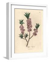 Pink-Flowered Mezereon, Daphne Mezereum-James Sowerby-Framed Giclee Print