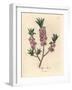 Pink-Flowered Mezereon, Daphne Mezereum-James Sowerby-Framed Giclee Print