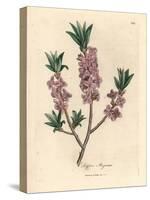 Pink-Flowered Mezereon, Daphne Mezereum-James Sowerby-Stretched Canvas