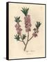 Pink-Flowered Mezereon, Daphne Mezereum-James Sowerby-Framed Stretched Canvas