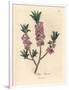 Pink-Flowered Mezereon, Daphne Mezereum-James Sowerby-Framed Giclee Print