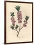 Pink-Flowered Mezereon, Daphne Mezereum-James Sowerby-Framed Giclee Print