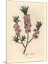 Pink-Flowered Mezereon, Daphne Mezereum-James Sowerby-Mounted Giclee Print