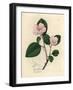Pink Flowered Quince Tree, Pyrus Cydonia-James Sowerby-Framed Giclee Print