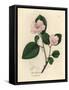 Pink Flowered Quince Tree, Pyrus Cydonia-James Sowerby-Framed Stretched Canvas