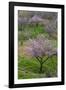 Pink flowering almond trees in grassy meadow, Morocco-Art Wolfe-Framed Photographic Print