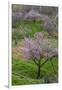 Pink flowering almond trees in grassy meadow, Morocco-Art Wolfe-Framed Photographic Print