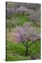 Pink flowering almond trees in grassy meadow, Morocco-Art Wolfe-Stretched Canvas