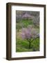 Pink flowering almond trees in grassy meadow, Morocco-Art Wolfe-Framed Photographic Print