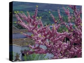 Pink Flowering Cherry Tree and Whitewashed Buildings, Ronda, Spain-Merrill Images-Stretched Canvas