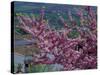 Pink Flowering Cherry Tree and Whitewashed Buildings, Ronda, Spain-Merrill Images-Stretched Canvas